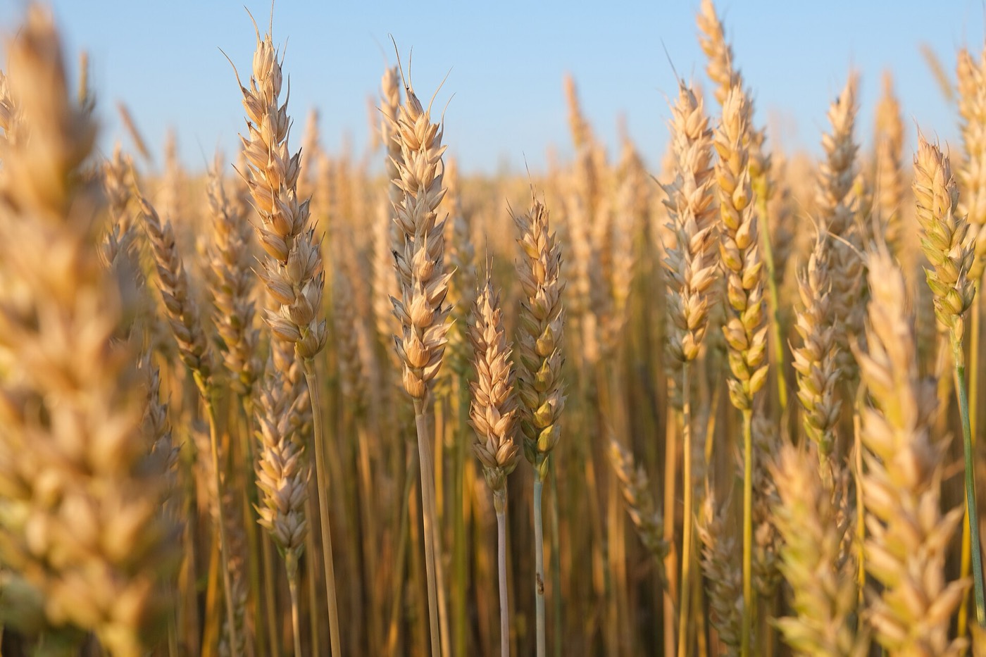Golden wheat fields ripening across the Punjab plains